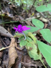 Impatiens santisukii
