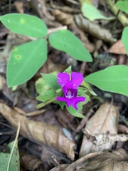Impatiens santisukii