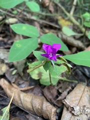 Impatiens santisukii