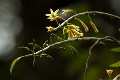 Dendrobium macrostachyum
