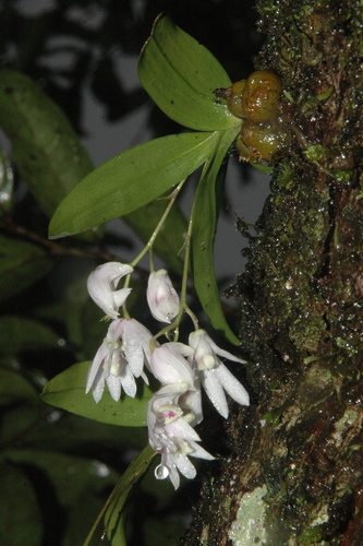 Dendrobium anamalayanum Chandrab., V.Chandras. & N.C.Nair 2