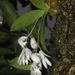 Dendrobium anamalayanum - Photo 由 divyacm 所上傳的 (c) divyacm，保留部份權利CC BY-SA