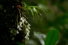 Dendrobium anamalayanum