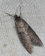 Lepidoscia annosella
