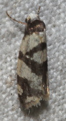 Lepidoscia characota