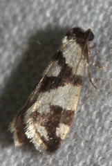 Lepidoscia characota