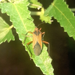 Hypselonotus bitrianguliger