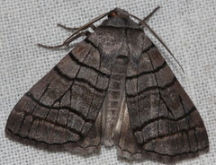Liometopa rectilinea
