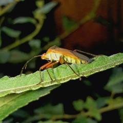 Hypselonotus bitrianguliger
