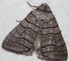 Liometopa rectilinea