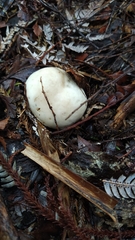 Boletus semigastroideus