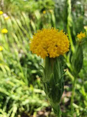 Podotheca gnaphalioides