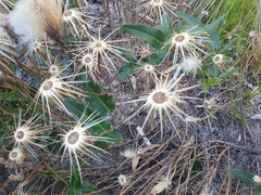 Podotheca gnaphalioides