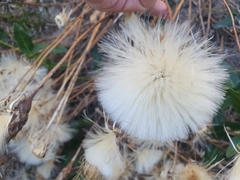 Podotheca gnaphalioides