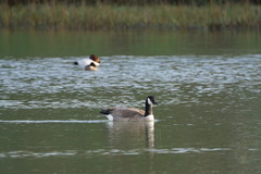 Branta canadensis parvipes