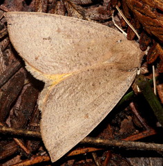 Mnesampela heliochrysa