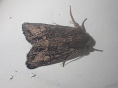 Ichneutica bromias