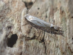 Erechthias decoranda