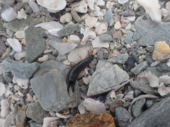 Anisolabis littorea