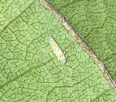 Protalebra nexa