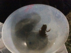 Anura