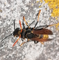 Polistes xanthogaster