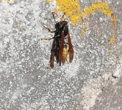 Polistes xanthogaster