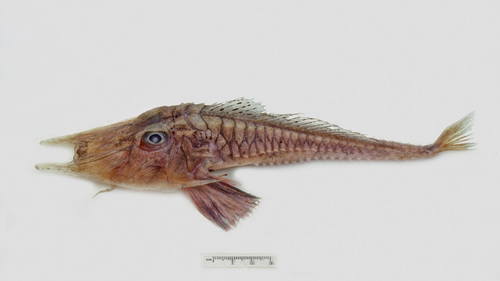 Welch's armoured gurnard (Satyrichthys welchi) — Peristediidae