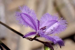 Thysanotus racemoides