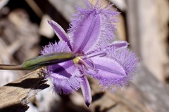 Thysanotus racemoides