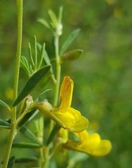 Melolobium subspicatum