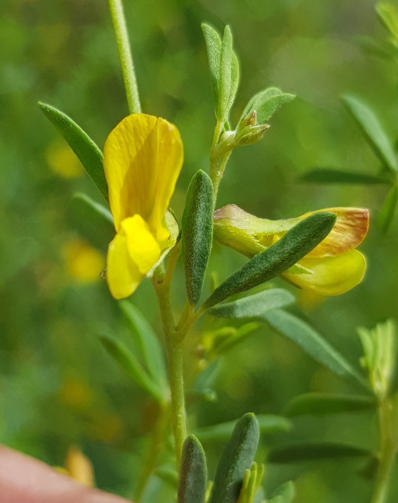 Gold Pixiepea
