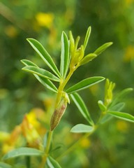 Melolobium subspicatum