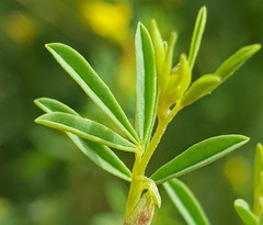 Melolobium subspicatum