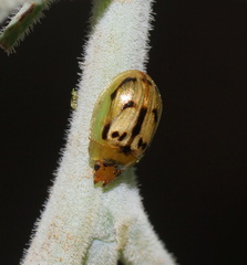 Peltoschema hamadryas