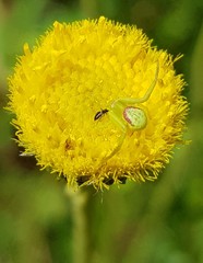 Misumenops rubrodecoratus