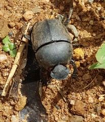 Allogymnopleurus splendidus