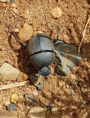 Allogymnopleurus splendidus