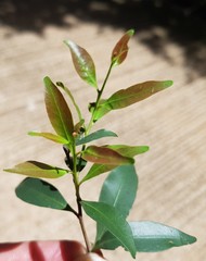 Pterocelastrus echinatus