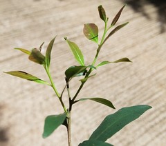 Pterocelastrus echinatus