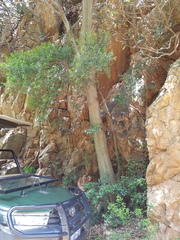 Pterocelastrus echinatus