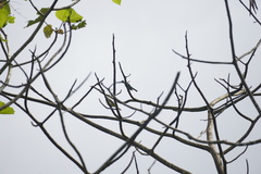 Myiodynastes luteiventris