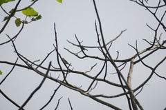 Myiodynastes luteiventris