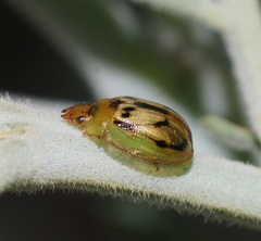 Peltoschema hamadryas