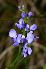 Comesperma calymega