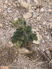 Hedosyne ambrosiifolia