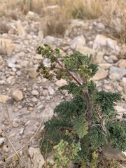 Hedosyne ambrosiifolia