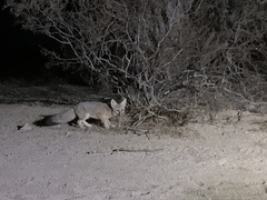 Vulpes macrotis macrotis