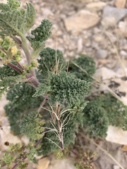 Hedosyne ambrosiifolia