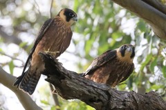Australian Hobby photo 3
